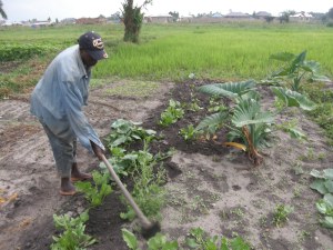 Working in the indigenous vegetables plots in the village