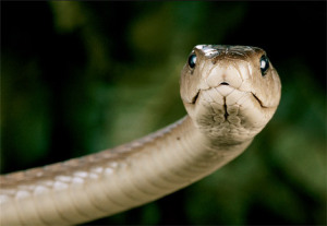 Black mambas are not always black. They get their name from the inside of their mouth. Source: Nat. Geog.